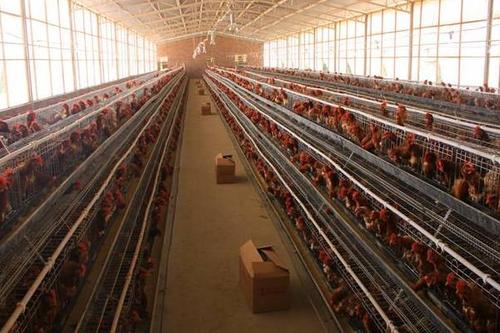 養(yǎng)雞場通風(fēng)降溫設(shè)備該選什么 養(yǎng)雞場通風(fēng)降溫設(shè)備該選什么