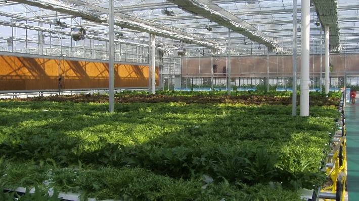 冬季大棚怎樣通風(fēng)