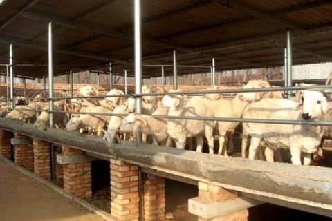 新疆養(yǎng)殖場(chǎng)通風(fēng)降溫選擇哪種風(fēng)機(jī),養(yǎng)殖場(chǎng)通風(fēng)降溫的方案