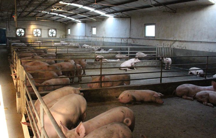 養(yǎng)豬場通風降溫設備 養(yǎng)豬場通風降溫設備